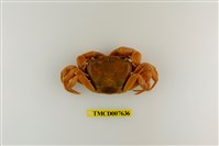 藏品(拉氏清溪蟹)的圖片